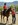 Rider, trainer and horse